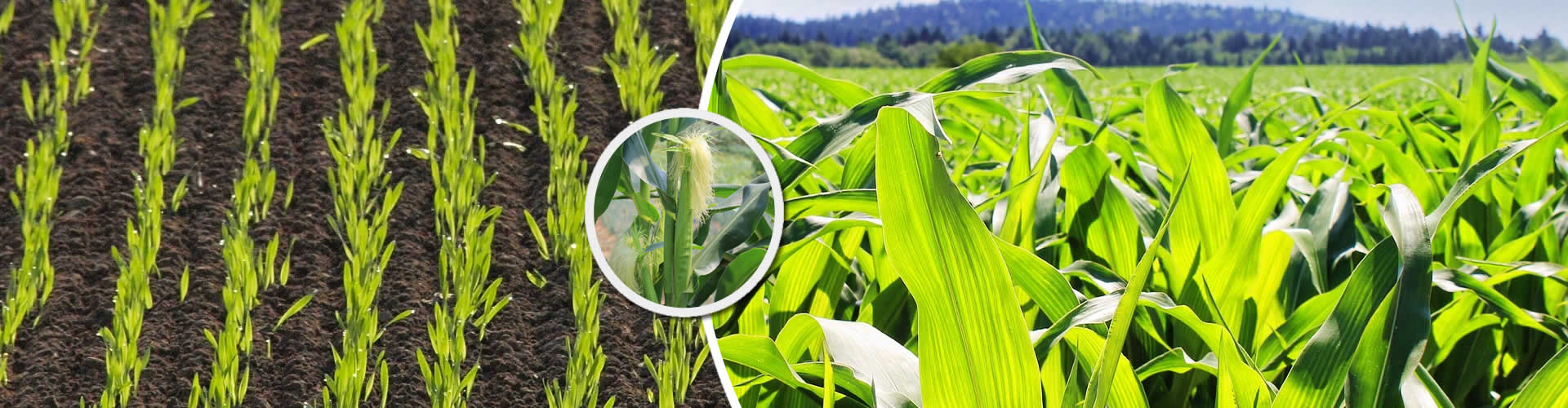 Sustainable Farming